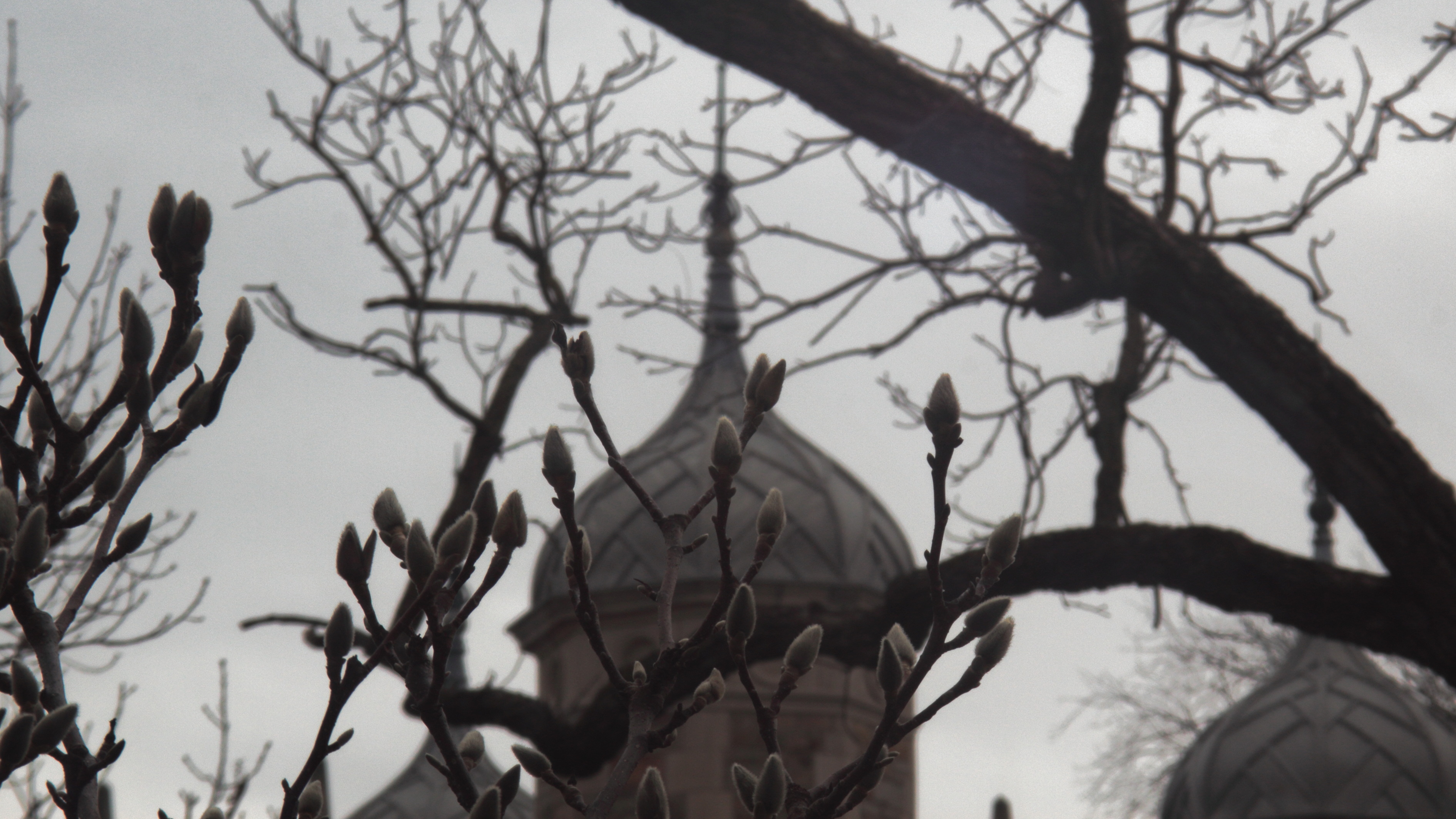 A picture of buds on trees with a tower in the background.